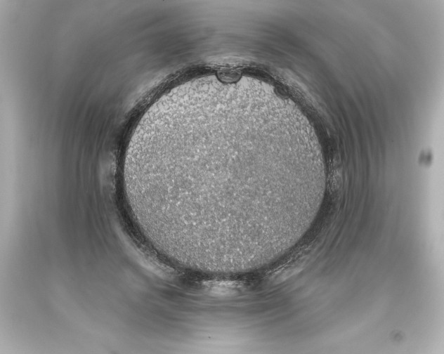 X0000093620448200710291229