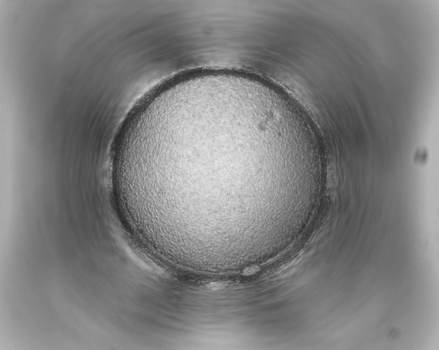 X0000093620584200710291228