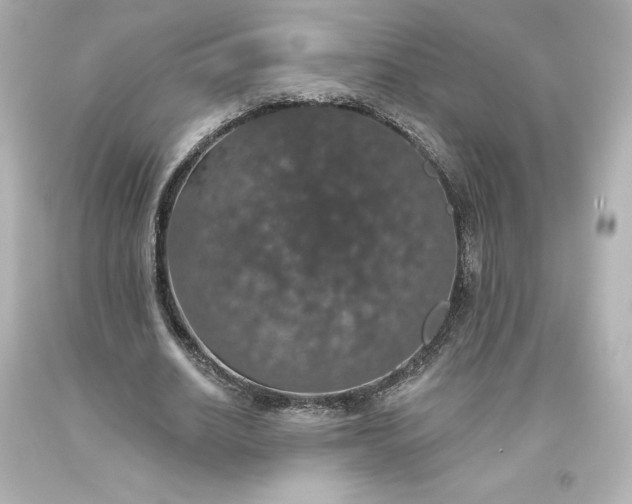X0000093620630200710291227