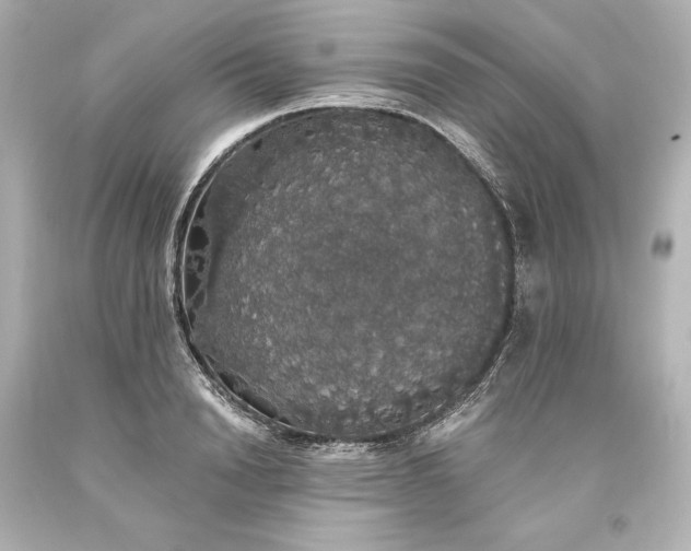 X0000093620846200710291225