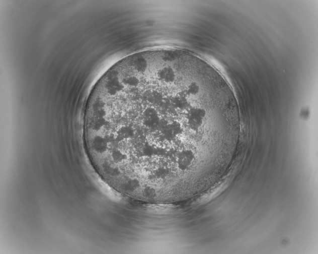X0000093620859200710291225
