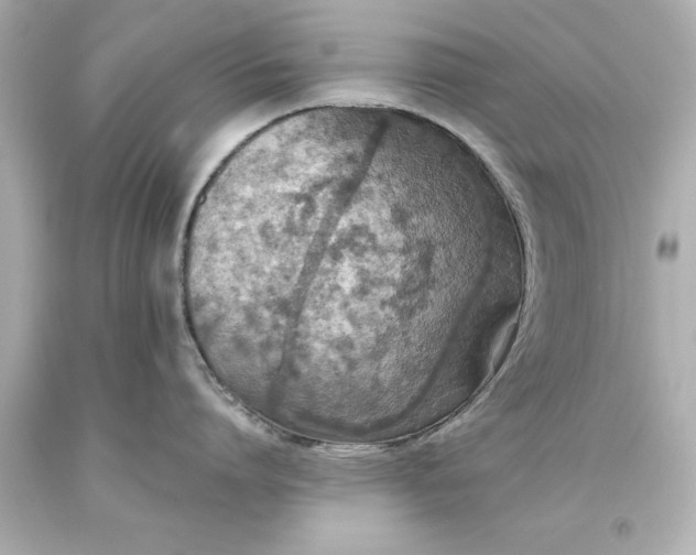 X0000093620864200710291225