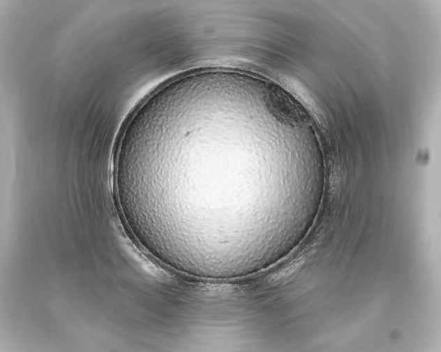 X0000093620940200710291223