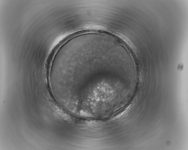 X0000093621022200710291222