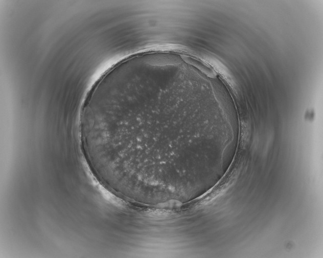 X0000093621046200710291222
