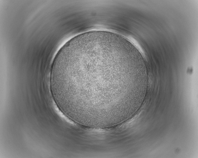 X0000093621100200710291221