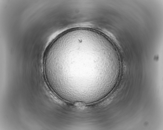 X0000093621176200710291219