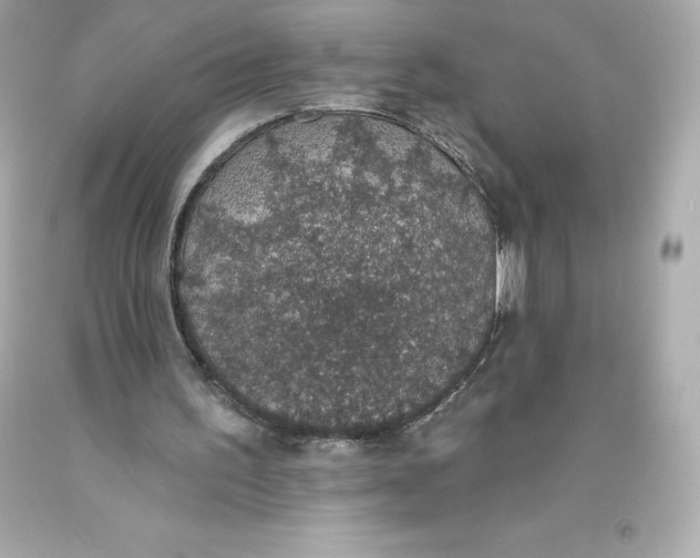 X0000093620195200711051246