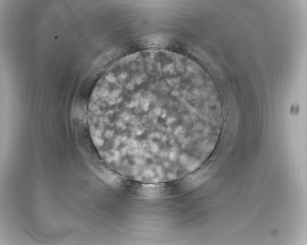 X0000093620240200711051245