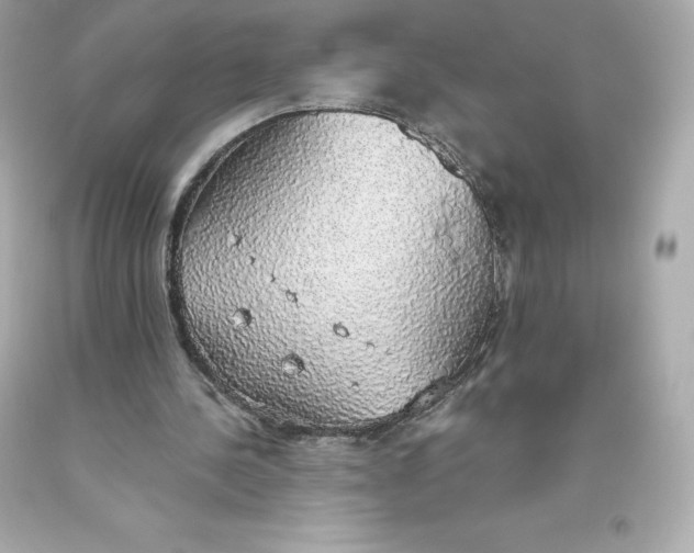 X0000093620244200711051245