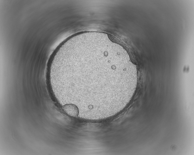 X0000093620292200711051245