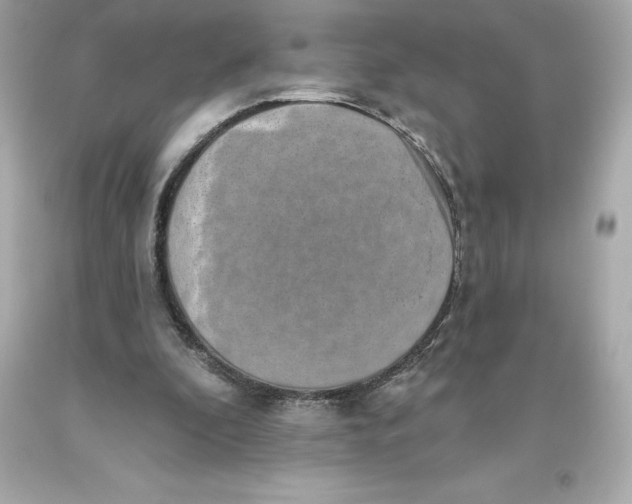 X0000093620296200711051245