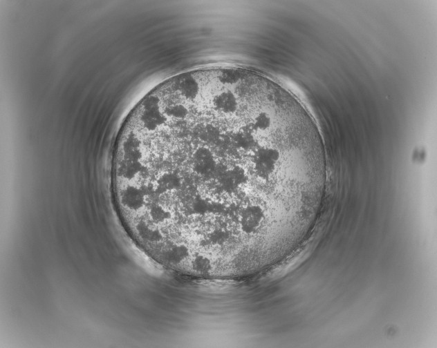 X0000093620859200711051238