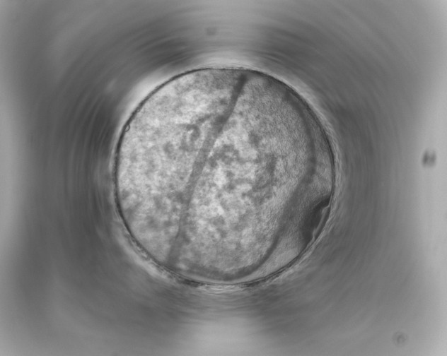 X0000093620864200711051238