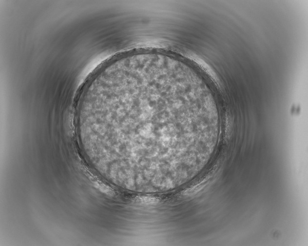 X0000093620878200711051237