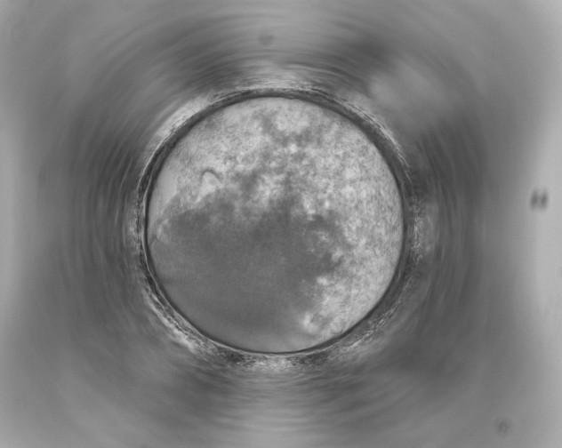 X0000093620882200711051237