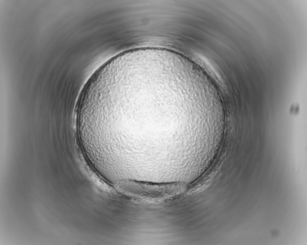 X0000093620900200711051237