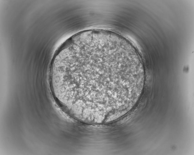 X0000093620952200711051236