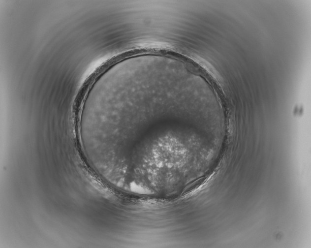 X0000093621022200711051235