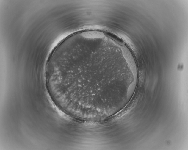 X0000093621046200711051235