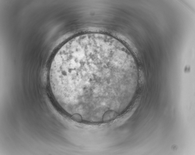 X0000093620016200711121246