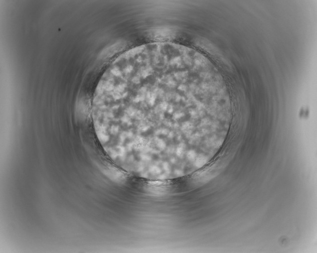 X0000093620240200711121243