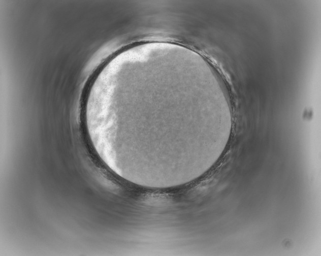 X0000093620296200711121242