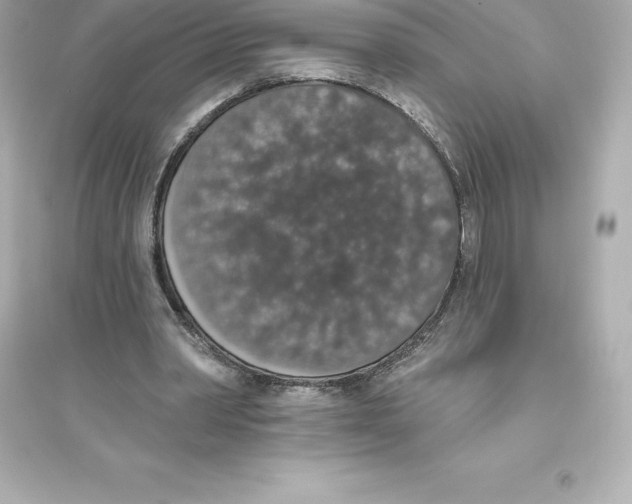 X0000093620390200711121241