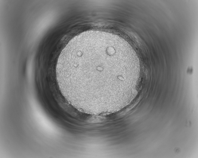 X0000093620429200711121240