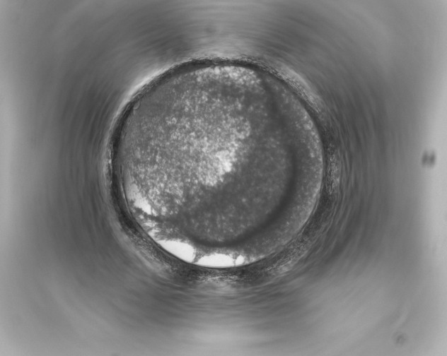 X0000093620680200711121236