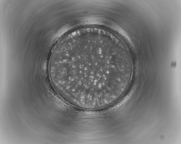 X0000093620777200711121235