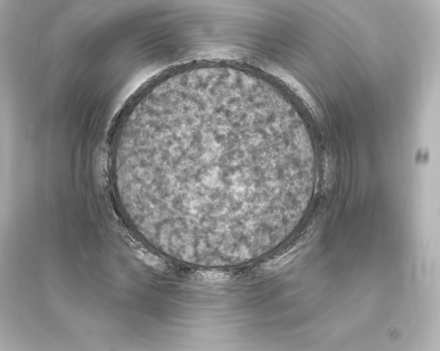 X0000093620878200711121233