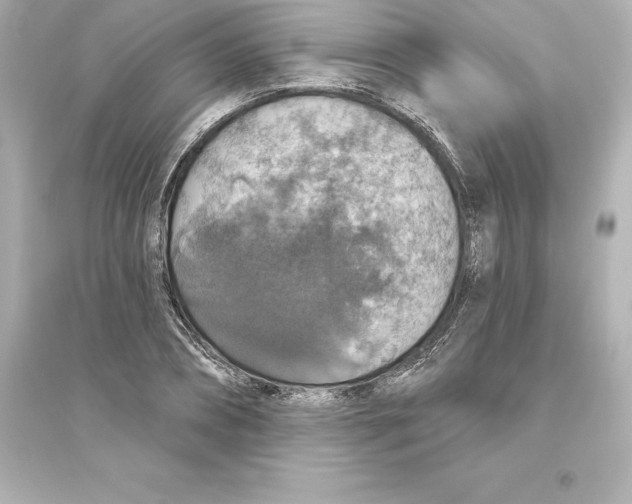 X0000093620882200711121233