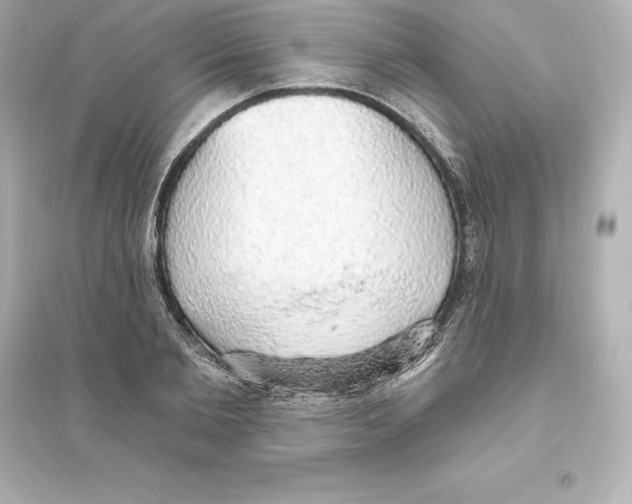 X0000093620885200711121233