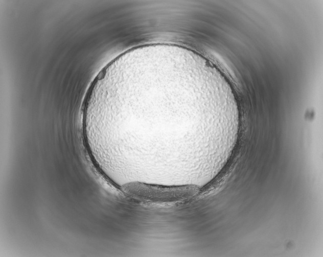 X0000093620900200711121233