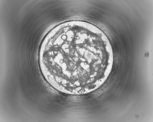 X0000093620950200711121232