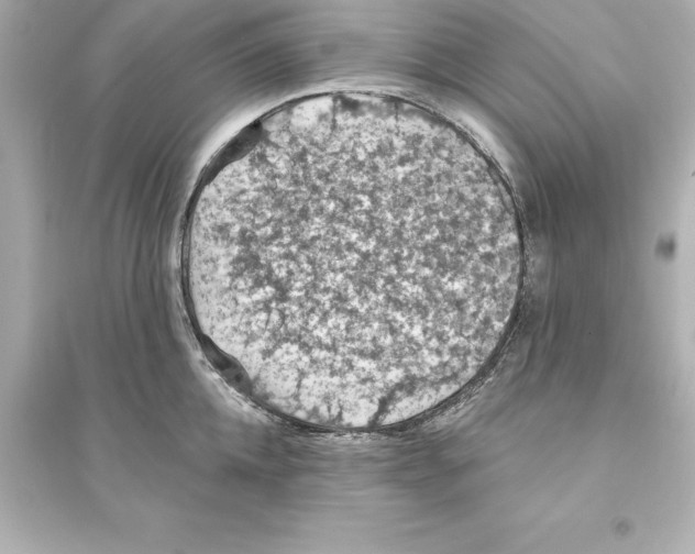 X0000093620952200711121232