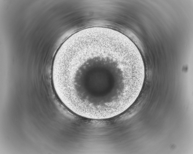 X0000093620954200711121232