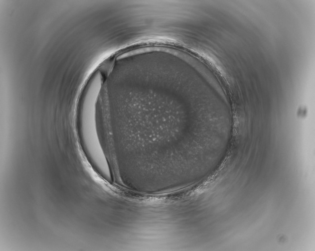 X0000093621038200711121231