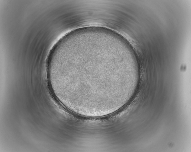 X0000093621118200711121229