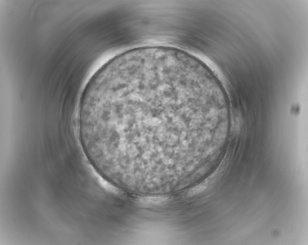 X0000093621294200711121227