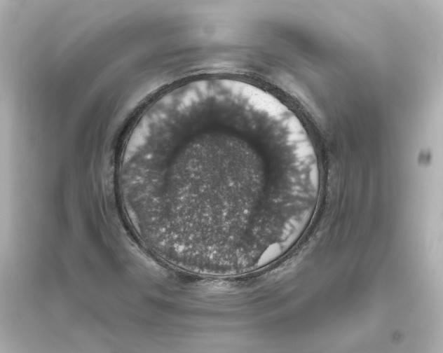 X0000093621450200711121225