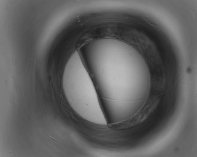 X0000093720766200710160751