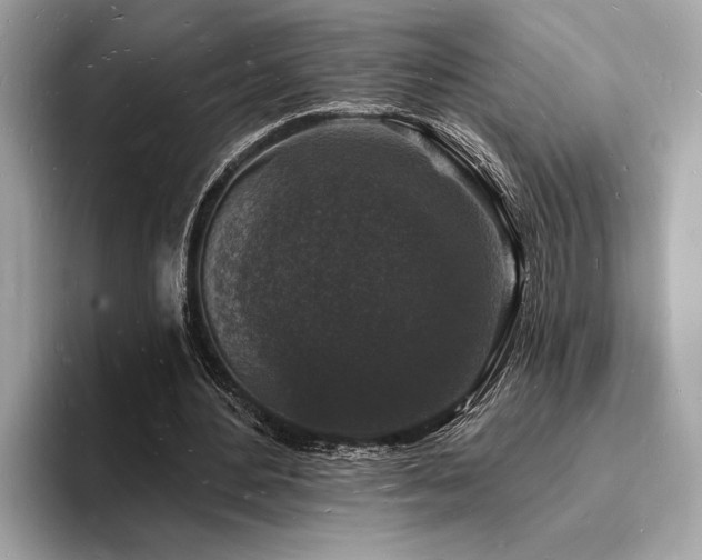 X0000093720484200710161101
