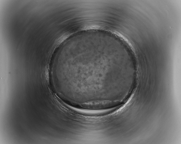 X0000093720921200710161055