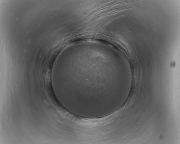 X0000093720029200710231141