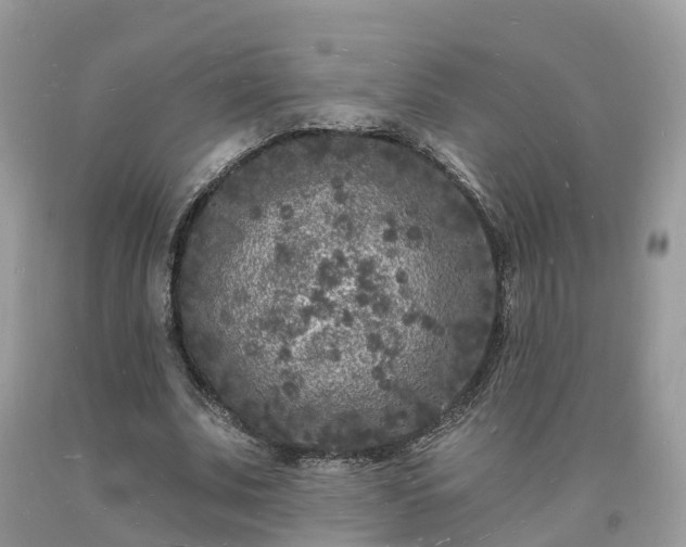X0000093720679200710231132