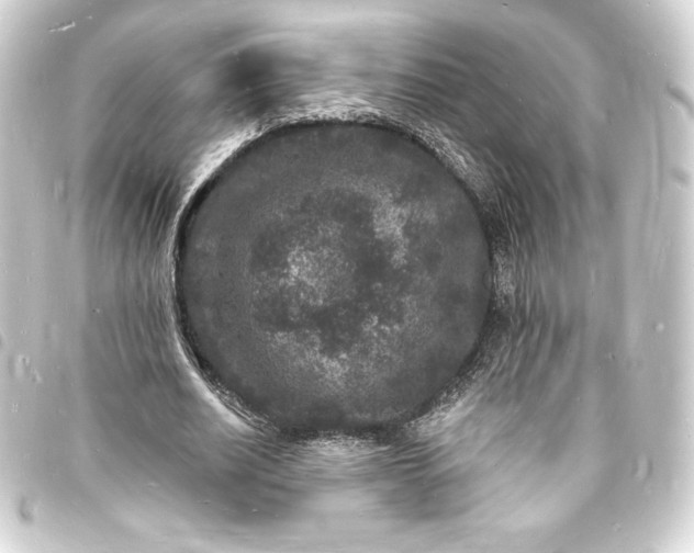 X0000093720630200710301025