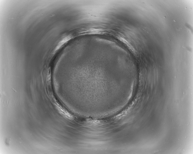X0000093721450200710301015