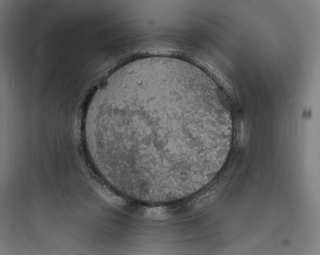 X0000093720309200711060943